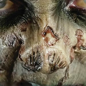 Zombie Nose 3D FX Transfer